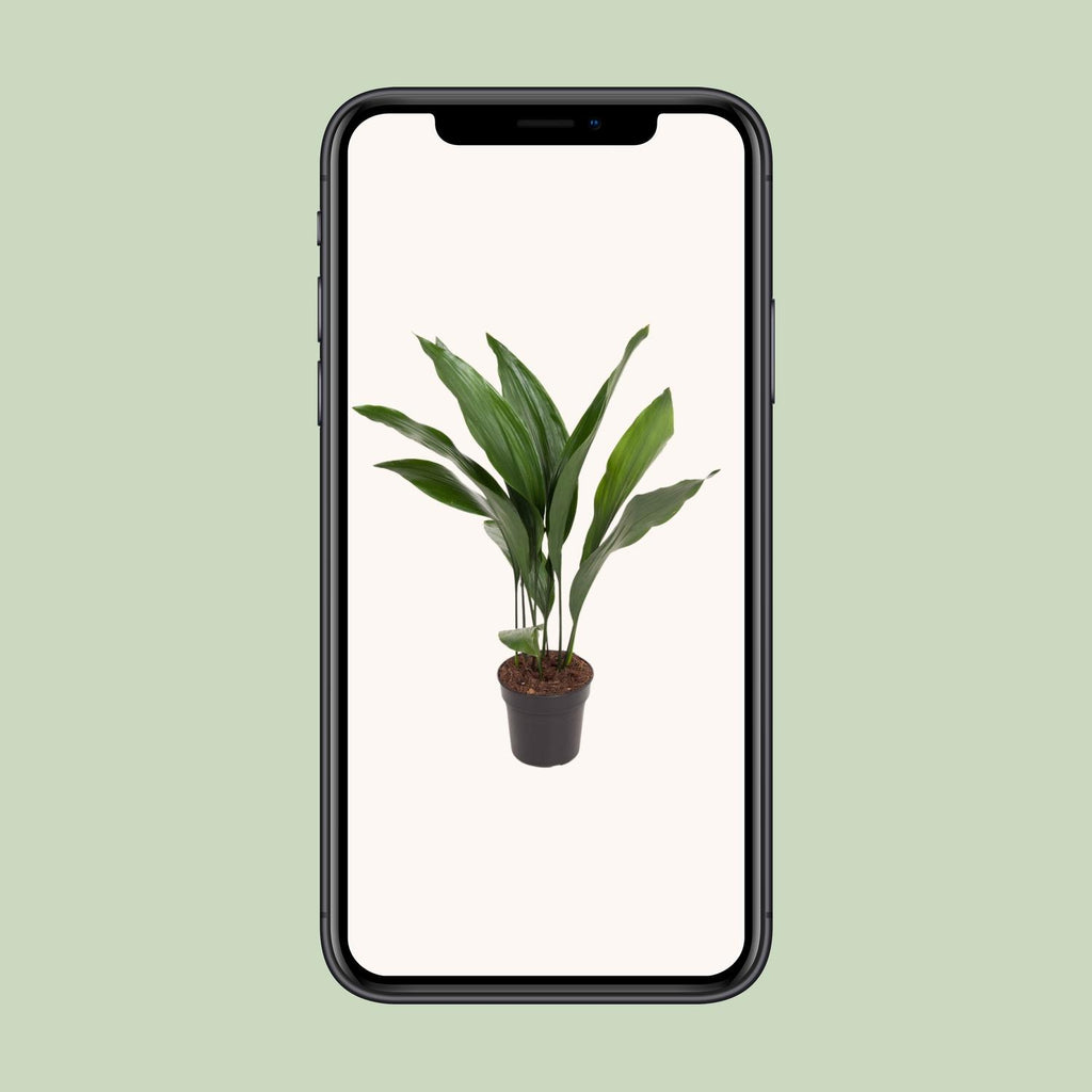 Aspidistra elatior (cast iron plant) – Ø17 cm, 70 cm high – photo 4
