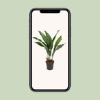Aspidistra elatior (cast iron plant) – Ø17 cm, 70 cm high