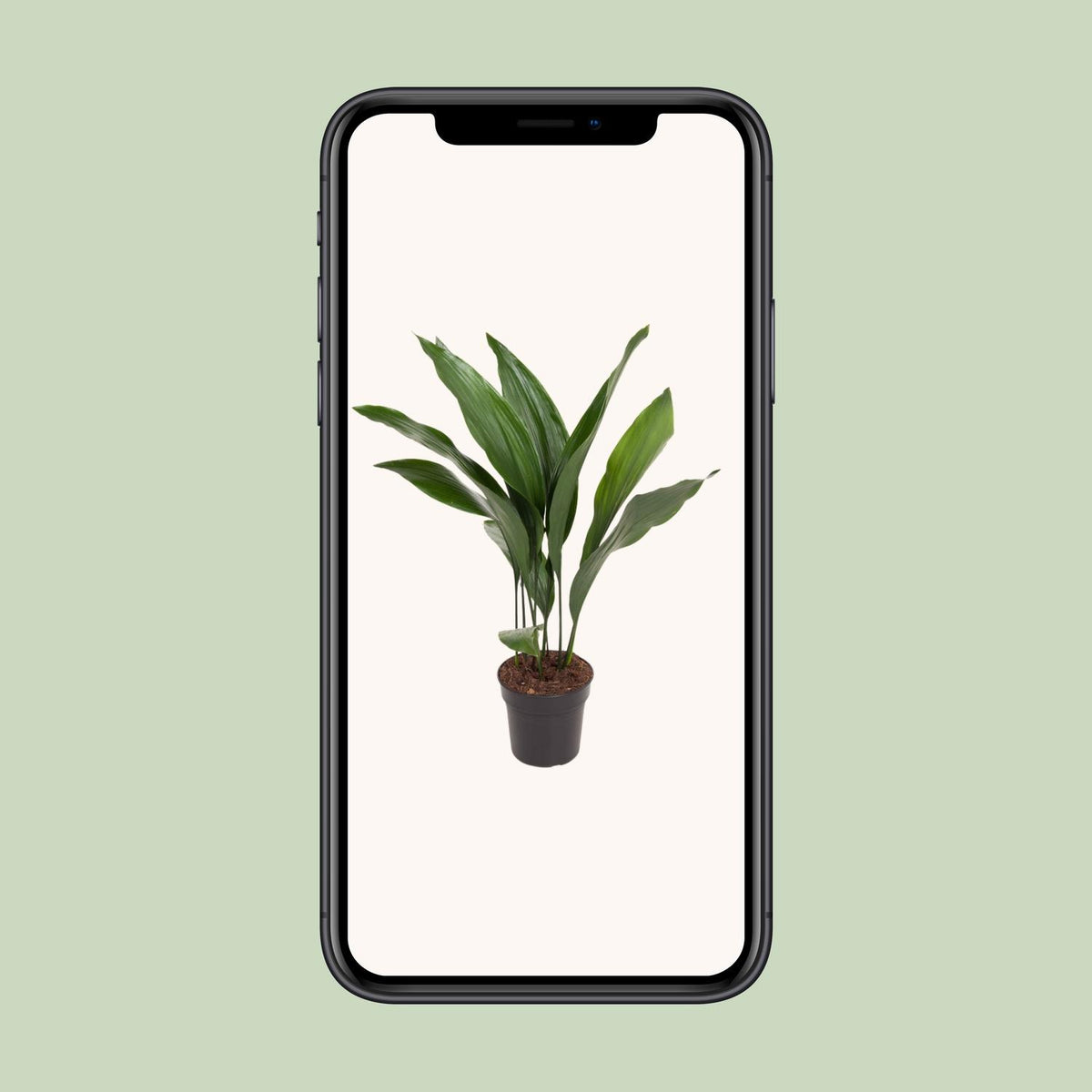Aspidistra elatior (Gusseisenpflanze) – Ø 17 cm, 70 cm hoch – Bild 4