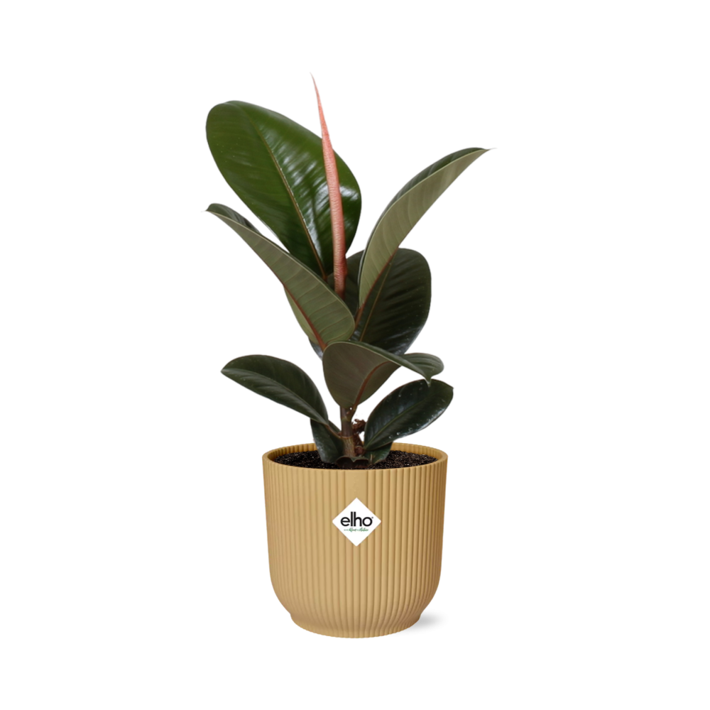 Ficus elastica ‘Robusta’ in ELHO Vibes Fold 14cm geel (rubberplant) – 35 cm hoog
