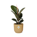 Ficus elastica ‘Robusta’ in ELHO Vibes Fold 14cm geel (rubberplant) – 35 cm hoog