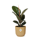 Ficus elastica ‘Robusta’ in ELHO Vibes Fold 14cm geel (rubberplant) – 35 cm hoog