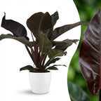 Philodendron Imperial Red dans pot de présentation blanc – Ø19 cm, 60 cm de haut