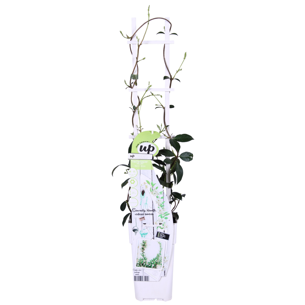 Trachelospermum 'Star Of Venice' (Tuscan jasmine) – Ø15 cm, 65 cm high – photo 6