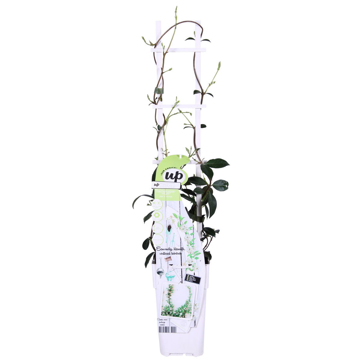 Trachelospermum 'Star Of Venice' (Tuscan jasmine) – Ø15 cm, 65 cm high – photo 6