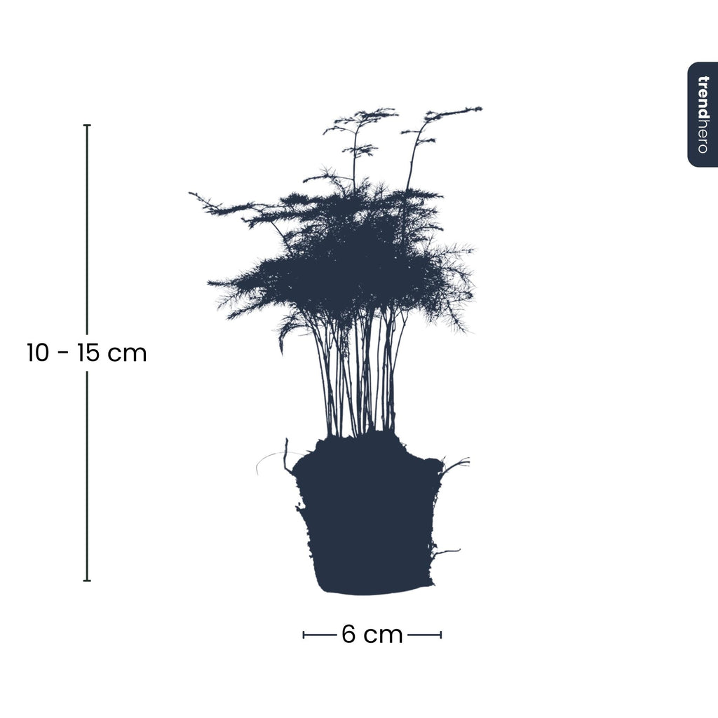 Asparagus Setaceuse Plumosus (bregnefløj) – Ø6 cm