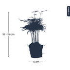 Asparagus Setaceuse Plumosus (bregnefløj) – Ø6 cm