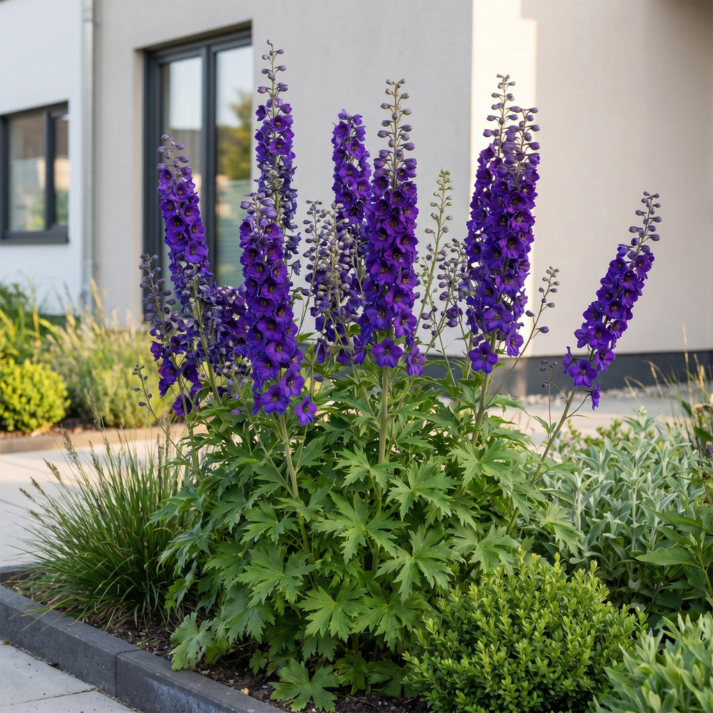 Delphinium 'Black Knight' (pied-d'éléphant) – violet – 6 plants, Ø11 cm, 15–25 cm de haut – photo 6