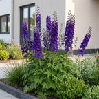 Delphinium 'Black Knight' (pied-d'éléphant) – violet – 6 plants, Ø11 cm, 15–25 cm de haut