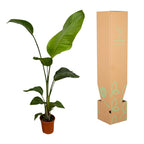 2× Strelitzia nicolai (witte paradijsvogelbloem) – Ø17 cm, 100 cm hoog