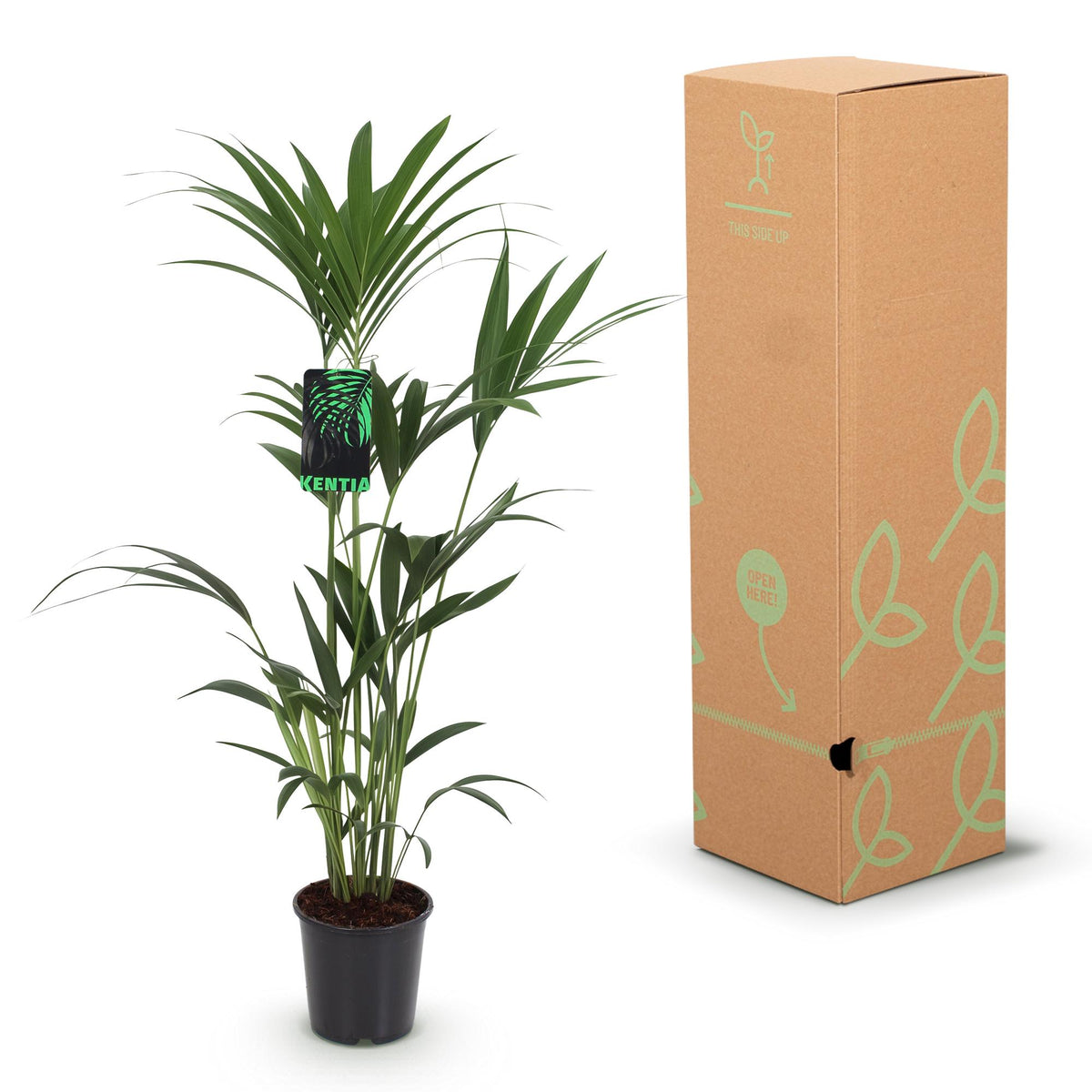 Howea forsteriana (Kentianpalme) – Ø 21 cm, 120–130 cm hoch