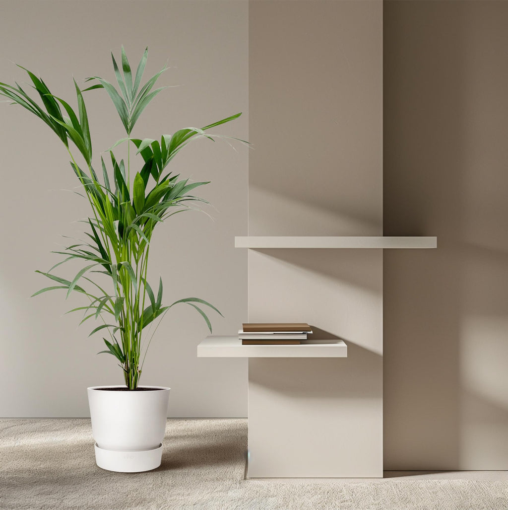 Kentia palm (Howea) – Ø24 cm, 150 cm hoog