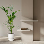 Kentia palm (Howea) – Ø24 cm, 150 cm hoog