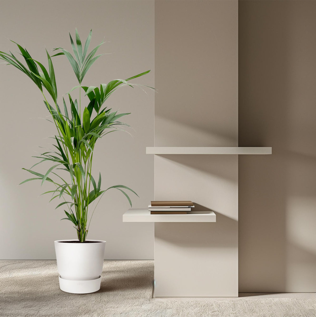 Kentia-Palme (Howea) – Ø 24 cm, 150 cm hoch