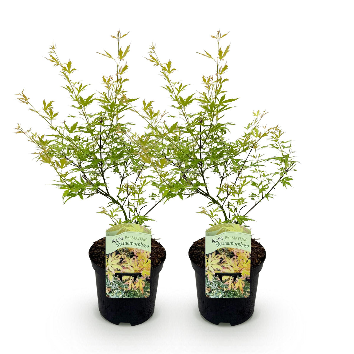 Acer palmatum 'Methamorphosa' (Japanse esdoorn) – 2 planten, Ø19 cm, 70 cm hoog