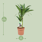 Dracaena Janet Craig 30-15 (arbre dragonnier) – Ø17 cm, 60 cm de haut