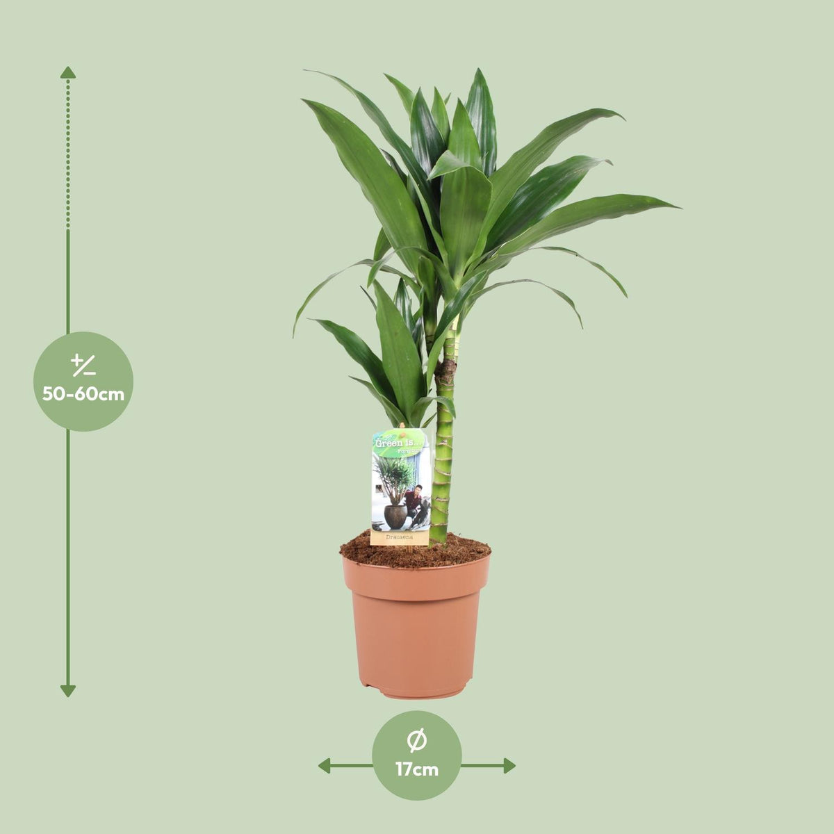 Dracaena Janet Craig 30-15 (drakenboom) – Ø17 cm, 60 cm hoog