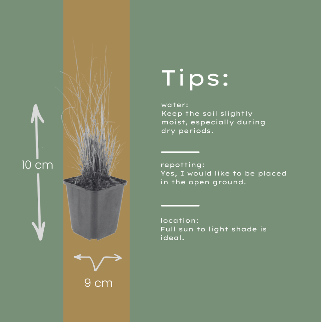 Calamagrostis brachytricha (chiendent piquant) – 60 plants, Ø9 cm, 10–25 cm de haut – photo 6