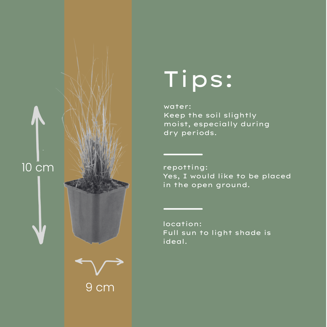 Calamagrostis brachytricha (chiendent piquant) – 60 plants, Ø9 cm, 10–25 cm de haut – photo 6