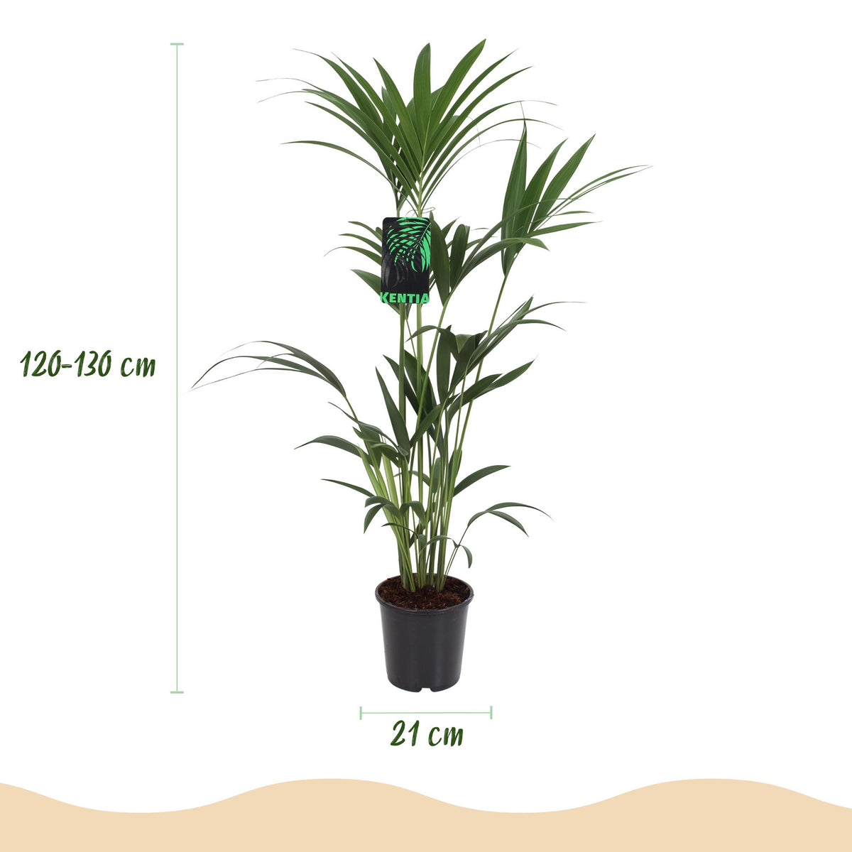 Howea forsteriana (kentipalm) – Ø21 cm, 120–130 cm hög
