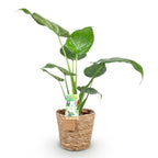 2× Alocasia Cucullata (Elefantenohr) mit Körbchen – Ø 17 cm, 60–65 cm hoch