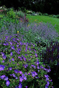 Geranium 'Johnson’s Blue' (cranesbill) – 6 plants, Ø9 cm, 10–25 cm tall
