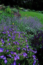Geranium 'Johnson’s Blue' (cranesbill) – 6 plants, Ø9 cm, 10–25 cm tall