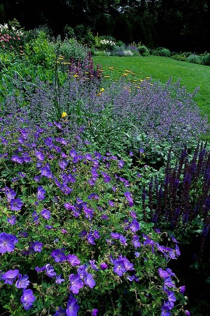 Geranium 'Johnson’s Blue' (cranesbill) – 6 plants, Ø9 cm, 10–25 cm tall