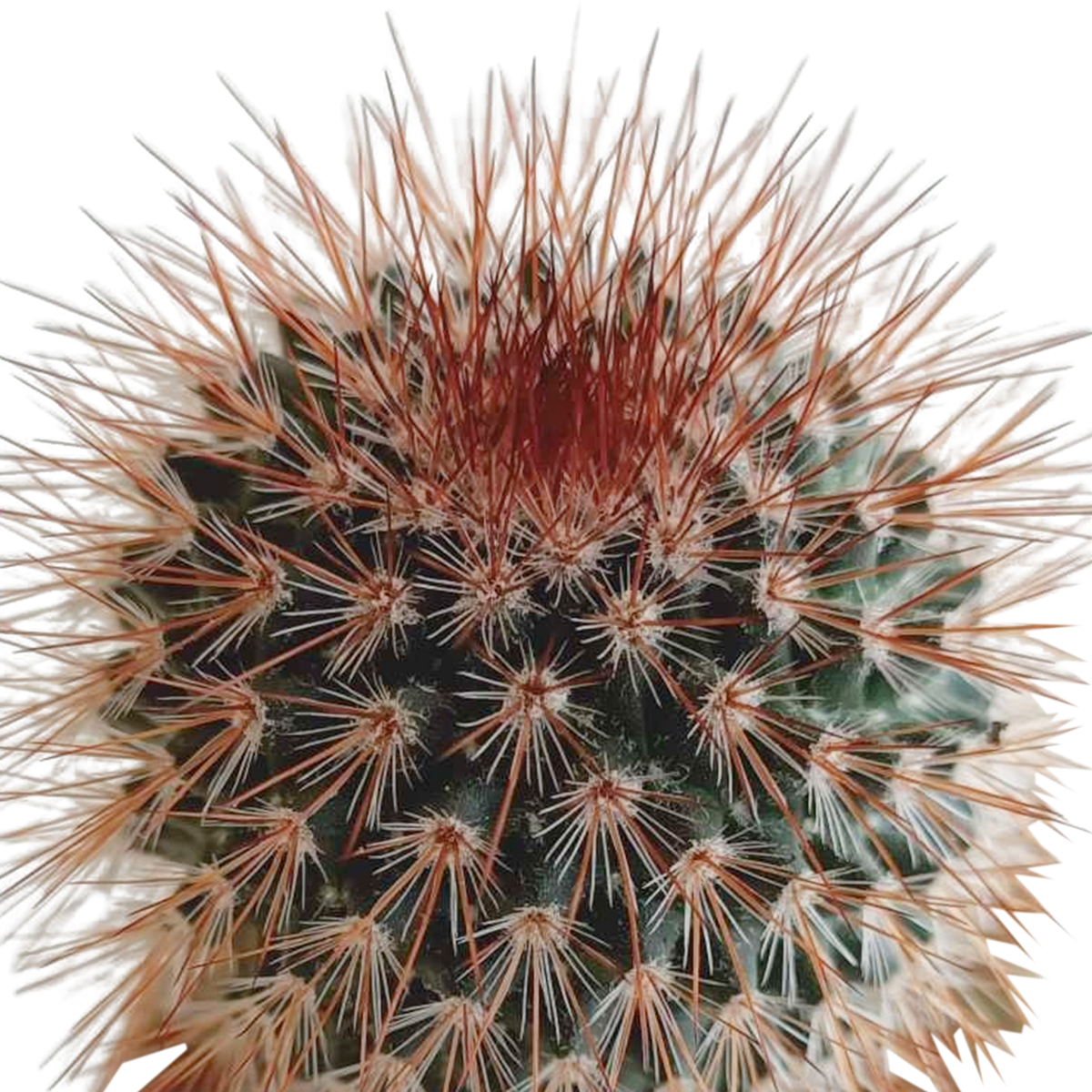 Kaktusmix (Cactaceae) – Ø6 cm, 13 cm høj