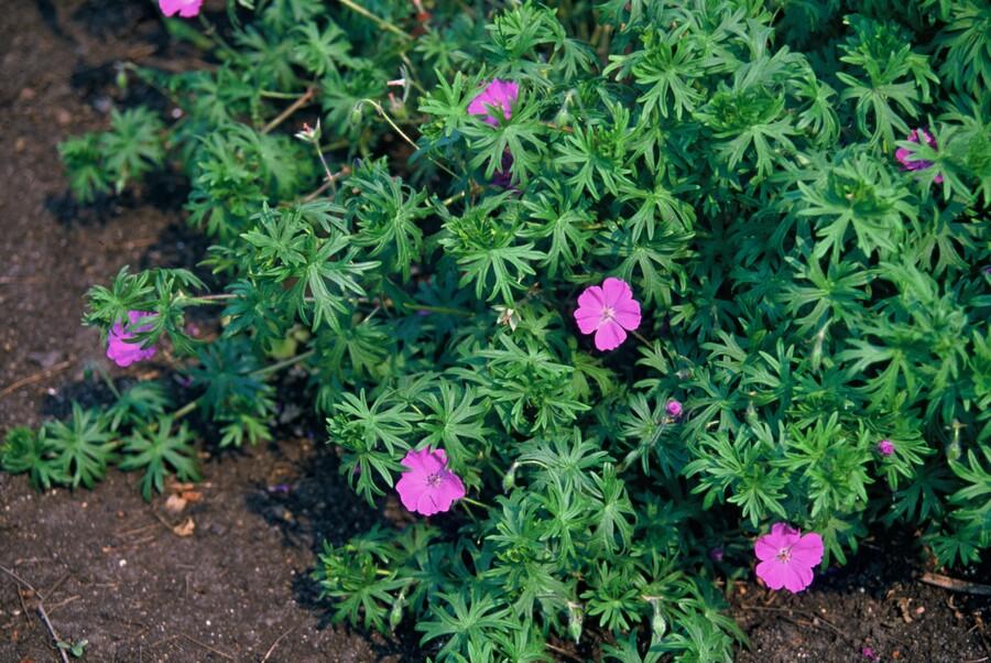 Geranium 'Tiny Monster' (cranesbill) – 60 plants, Ø9 cm, 10–25 cm high – photo 4