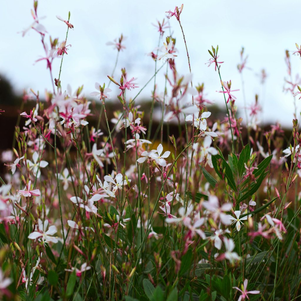 Gaura l. 'Whirling Butterflies' (Gaura) – 6 plantes, Ø9 cm, 10–25 cm de haut – photo 8