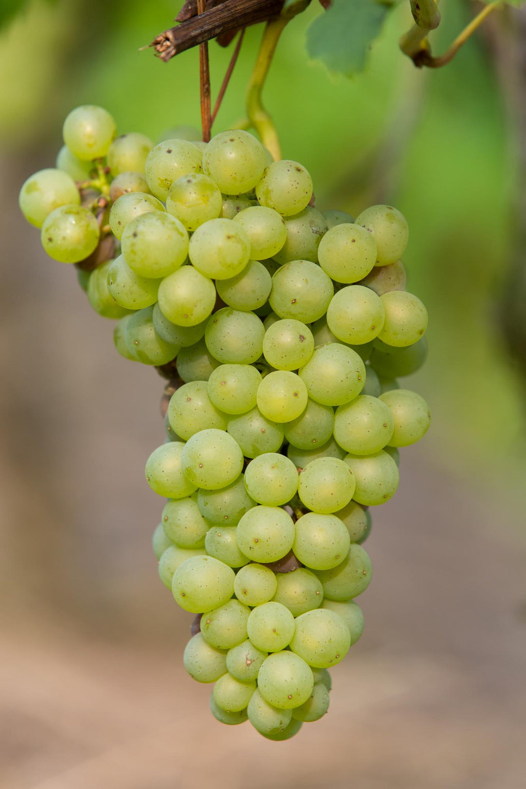 Vitis vinifera 'Johanniter' (weiße Traube) – Ø13 cm, 45 cm hoch – Bild 4