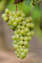Vitis vinifera 'Johanniter' (weiße Traube) – Ø13 cm, 45 cm hoch