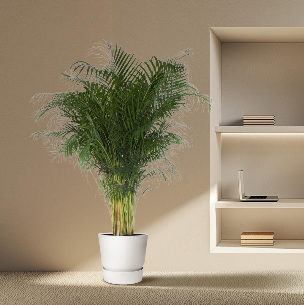Dypsis lutescens (goudpalm) – Ø34 cm, 200 cm hoog