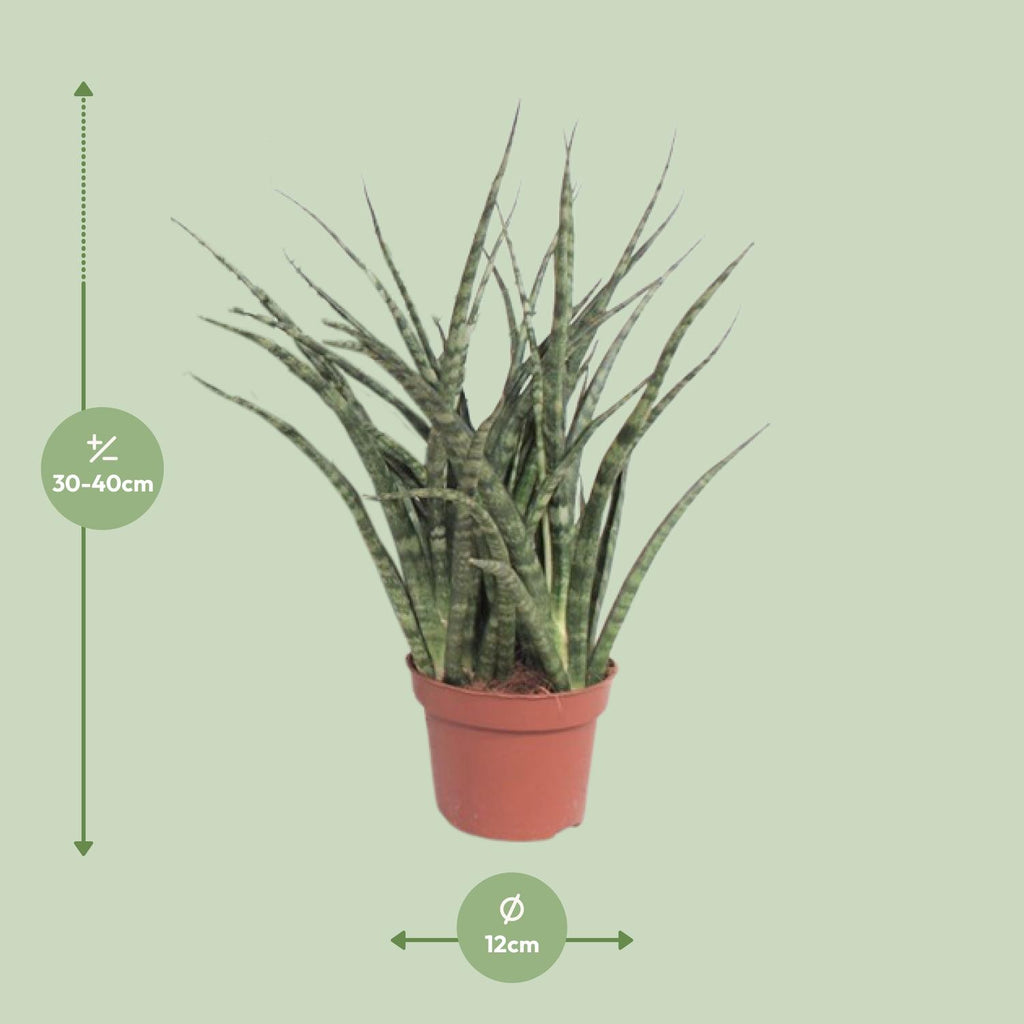Sansevieria Fernwood Punk (vrouwentong) – Ø12 cm, 35 cm hoog