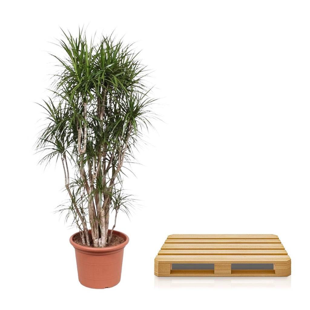 Dracaena marginata ramifié (arbre dragonnier) – Ø 40 cm, 220 cm de haut