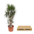 Dracaena marginata ramifié (arbre dragonnier) – Ø 40 cm, 220 cm de haut