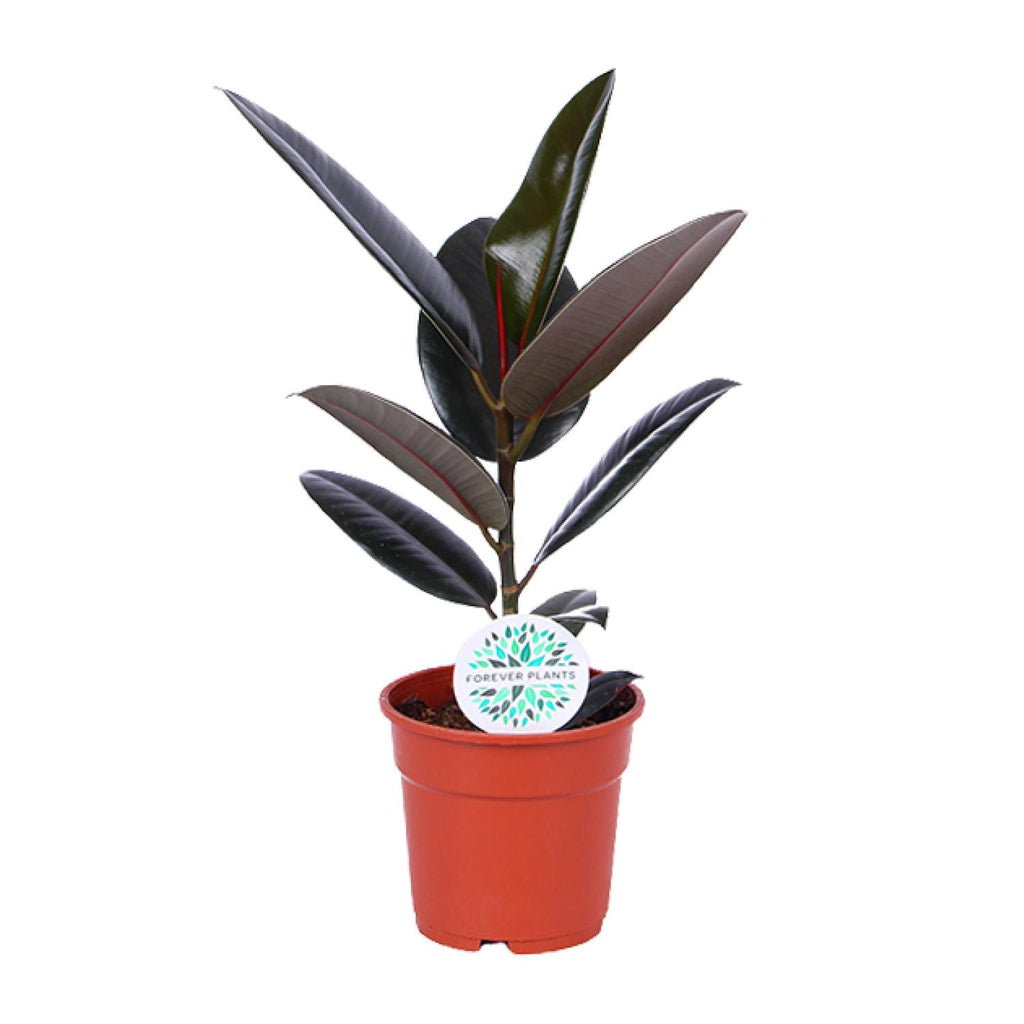 Ficus elastica Abidjan (rubberplant) – Ø17 cm, 55 cm hoog