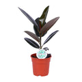 Ficus elastica Abidjan (rubberplant) – Ø17 cm, 55 cm hoog
