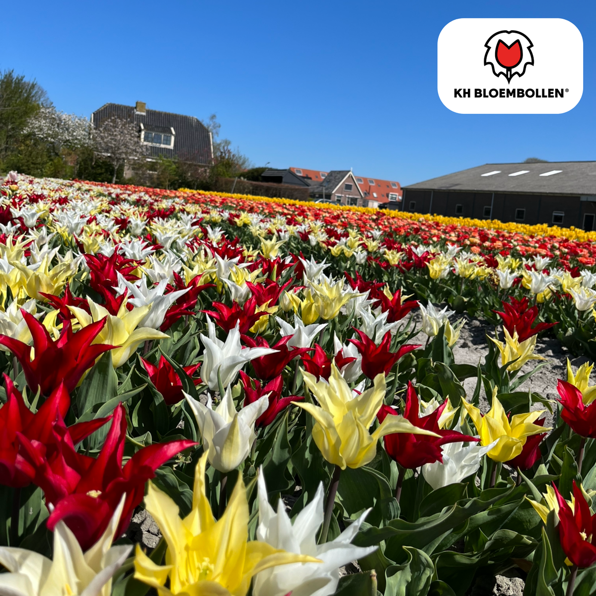 Tulpenmix 'Tres Chic' – 20 Blumenzwiebeln (Zwiebelgröße 11/12)