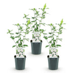 Hibiscus syriacus 'Red Heart' (hibiscus de jardin) – blanc-rouge – 3 plants, Ø17 cm, 45 cm de haut
