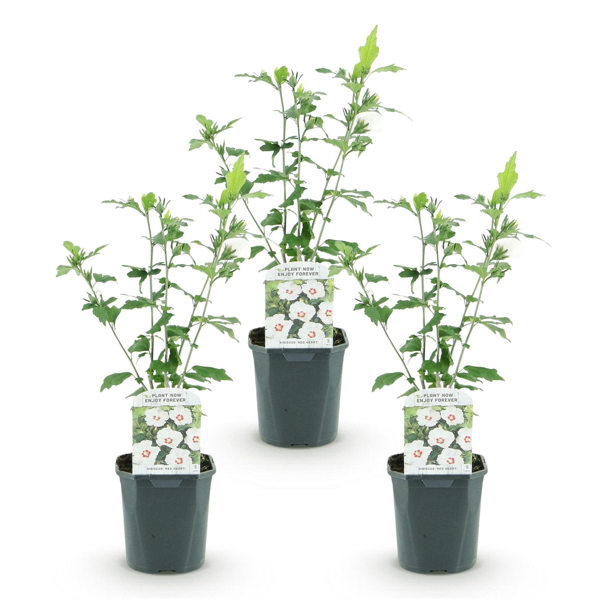 Hibiscus syriacus 'Red Heart' (hibiscus de jardin) – blanc-rouge – 3 plants, Ø17 cm, 45 cm de haut – photo 2