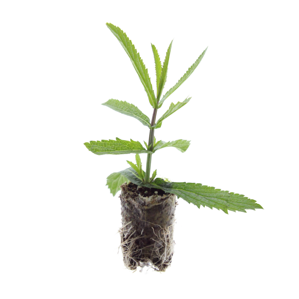 Verbena (Echter Eisenkraut) – Bild 6