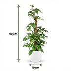 Monstera Minima (mini-monstera) dans pot décoratif blanc – Ø19 cm, 90 cm de haut