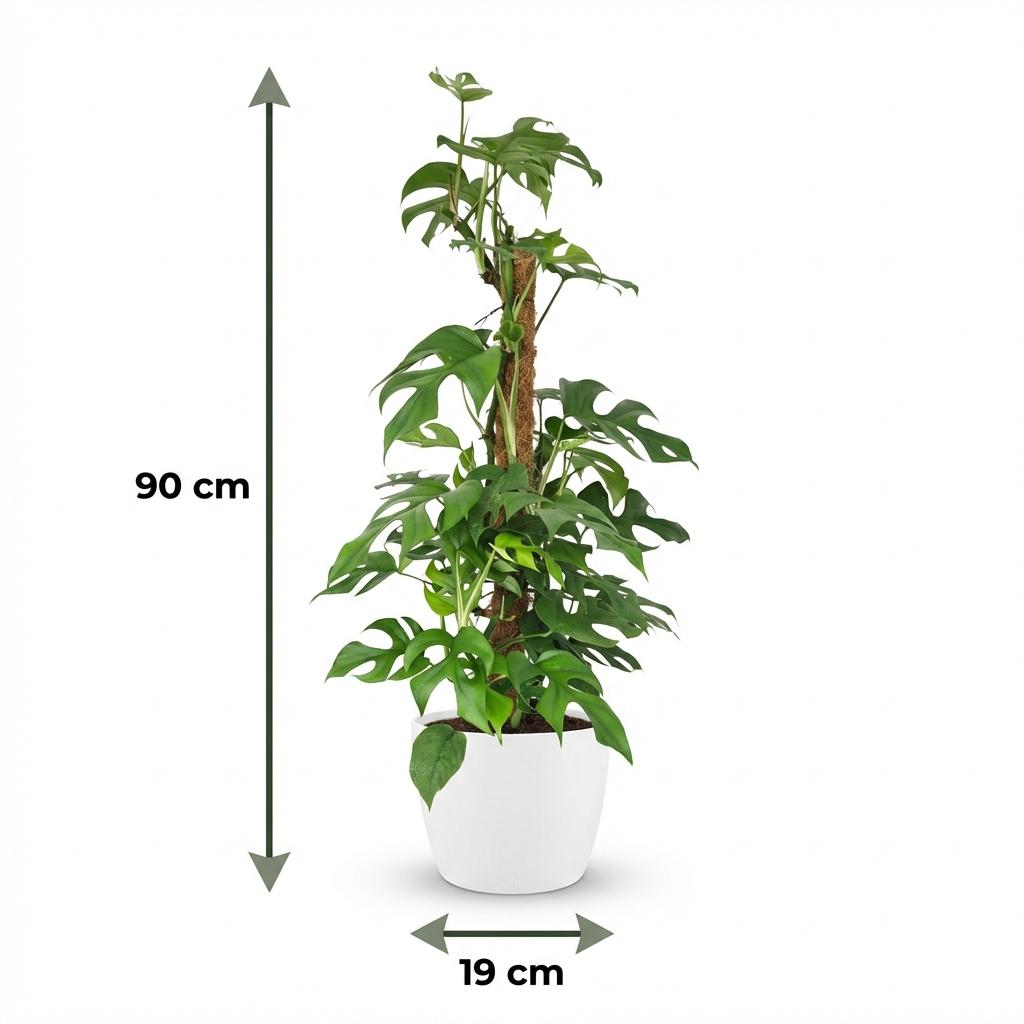 Monstera Minima (mini-monstera) dans pot décoratif blanc – Ø19 cm, 90 cm de haut – photo 5