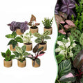 9× Surprise box of houseplants incl. Linnea Honey – Ø6 cm, 5–15 cm tall