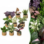 9× Surprise box of houseplants incl. Linnea Honey – Ø6 cm, 5–15 cm tall