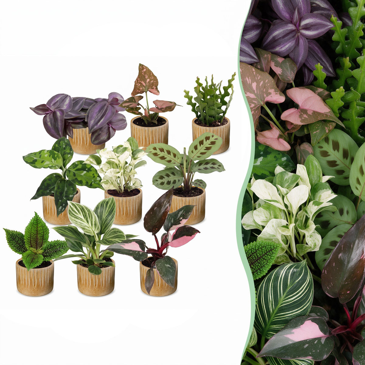 9× overraskelsesæske med stueplanter inkl. Linnea Honey – Ø6 cm, 5–15 cm høj