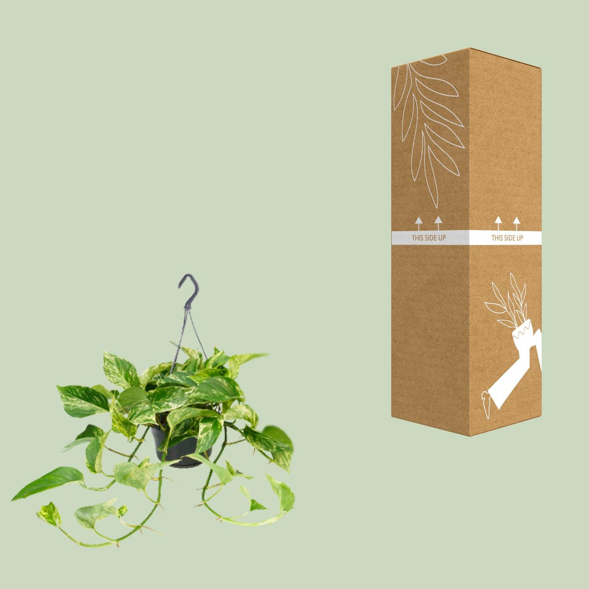 Epipremnum Marble Queen (scindapsus) – Ø15 cm, 25 cm høj – art. 2882