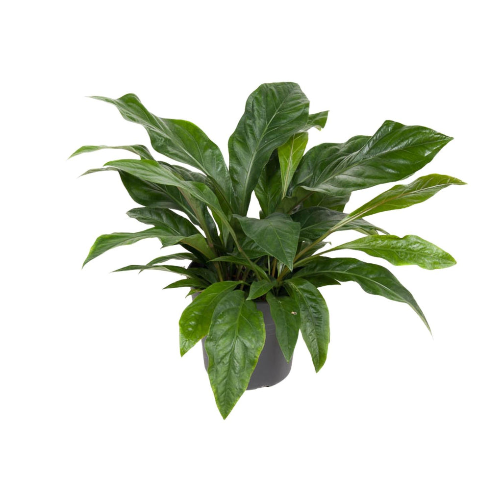 Anthurium Jungle Bush (flamingoplante) – Ø30 cm, 70 cm høj